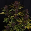 Purple Lemonade Auto RF3 (Fast Buds) Feminisiert