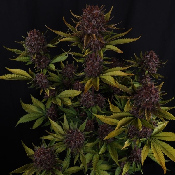 Purple Lemonade Auto RF3 (Fast Buds) Feminisiert