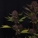Purple Lemonade Auto RF3 (Fast Buds) Feminisiert