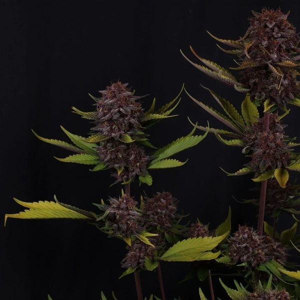 Purple Lemonade Auto RF3 (Fast Buds) Feminisiert