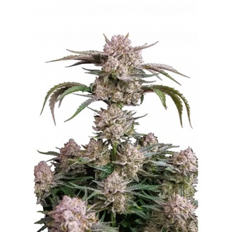 Strawberry Gorilla Auto RF3 (Fast Buds) Feminisierte Samen