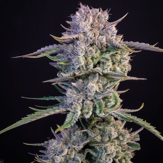 Strawberry Gorilla Auto RF3 (Fast Buds) Feminisierte Samen