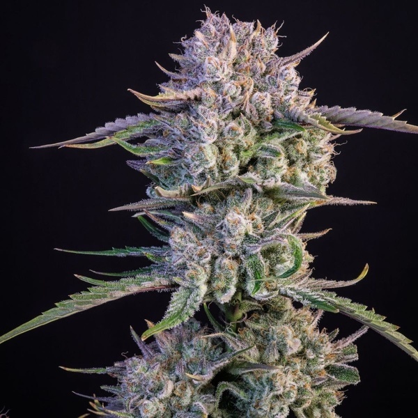 Strawberry Gorilla Auto RF3 (Fast Buds) Feminisierte Samen