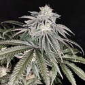 Cherry Melt (Pure Instinto) Feminisierte Samen
