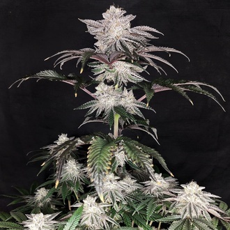 Cherry Melt (Pure Instinto) Feminisierte Samen