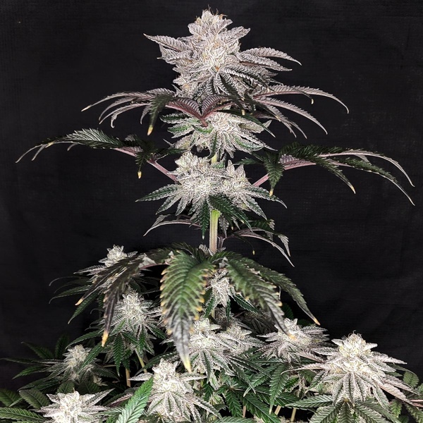 Cherry Melt (Pure Instinto) Feminisierte Samen