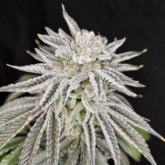 Yuzu Grape Kush (Pure Instinto) Feminisiert