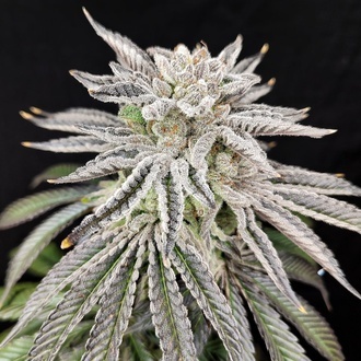 Yuzu Grape Kush (Pure Instinto) Feminisiert