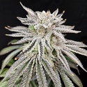 Yuzu Grape Kush (Pure Instinto) Feminisiert