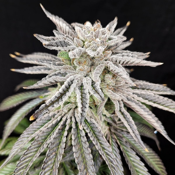 Yuzu Grape Kush (Pure Instinto) Feminisiert