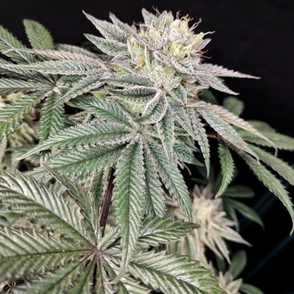 Golden Truffle (Pure Instinto) Feminisierte Samen
