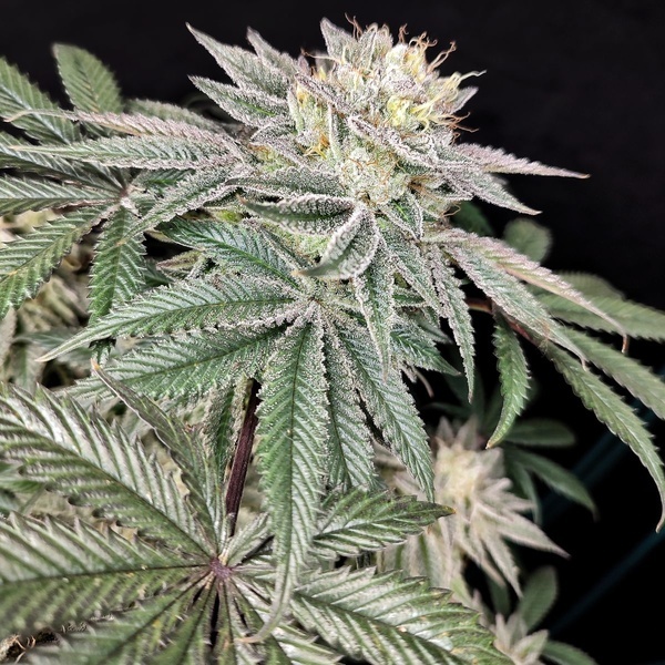 Golden Truffle (Pure Instinto) Feminisierte Samen