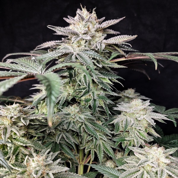 Golden Truffle (Pure Instinto) Feminisierte Samen