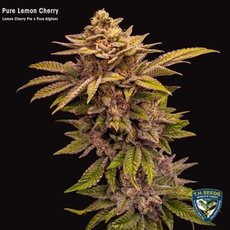 Pure Lemon Cherry (T.H.Seeds) Feminisierte Samen