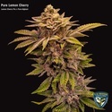 Pure Lemon Cherry (T.H.Seeds) Feminisierte Samen