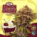 Pure Lemon Cherry (T.H.Seeds) Feminisierte Samen