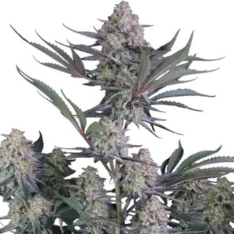 Lemon Tree Auto (FastBuds) feminized
