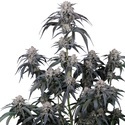 Mango Frost Auto (Fast Buds) Feminisiert