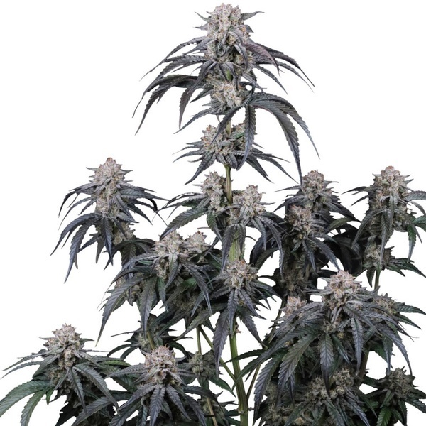 Mango Frost Auto (Fast Buds) Feminisiert