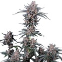 Mango Cherry Runtz Auto (Fast Buds) Feminisiert
