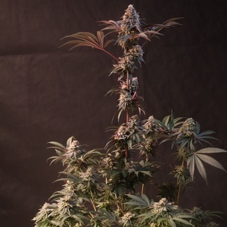 Lemon Cherry Runtz (Fast Buds) feminisiert