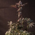 Lemon Cherry Runtz (Fast Buds) feminisiert