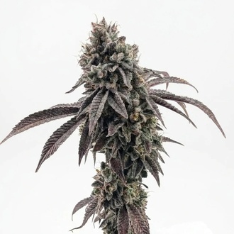 Garlic Mint Sherbet (Fast Buds) feminisiert