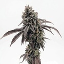 Garlic Mint Sherbet (Fast Buds) feminisiert
