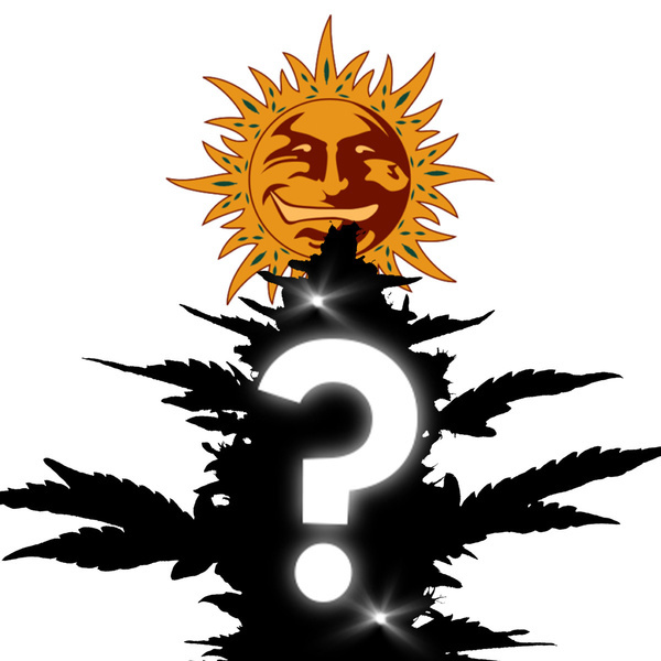 Feminisierte Mystery Samen 10 (Barney's Farm)