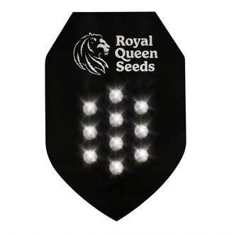Autoflower Mystery Samen 10 (Royal Queen Seeds)