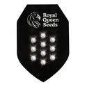 Autoflower Mystery Samen 10 (Royal Queen Seeds)