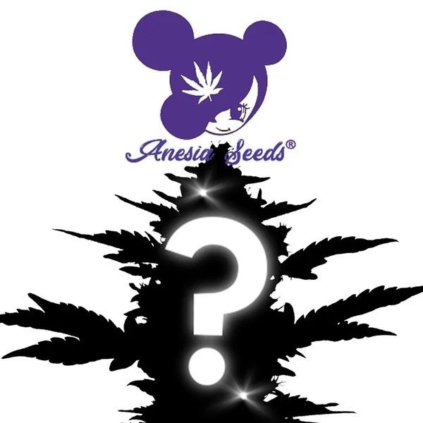 Autoflower Mystery Samen 1 (Anesia Seeds)