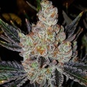 10th Planet R1 (Ethos Genetics) Feminisiert