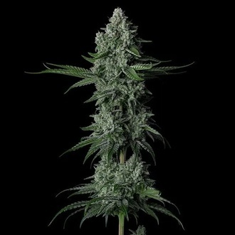 Grandpa's Stash R2 (Ethos Genetics) Feminisiert
