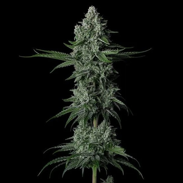Grandpa's Stash R2 (Ethos Genetics) Feminisiert