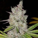 Lilac Diesel Auto RBX2 (Ethos Genetics) Feminisiert
