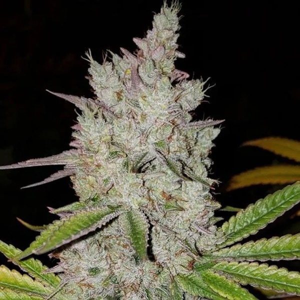 Lilac Diesel Auto RBX2 (Ethos Genetics) Feminisiert