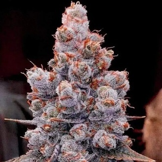 Banana Jealousy Auto RF3 (Ethos Genetics) Feminisiert