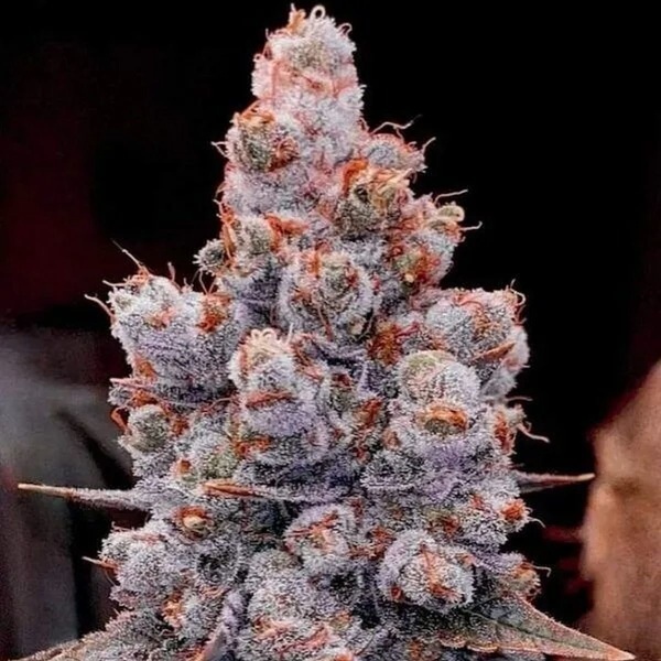 Banana Jealousy Auto RF3 (Ethos Genetics) Feminisiert