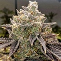 Bubble Gummy Automatic (Ethos Genetics) Feminisiert