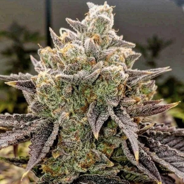Bubble Gummy Automatic (Ethos Genetics) Feminisiert