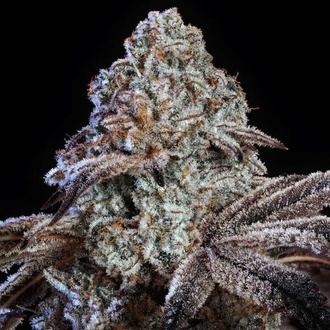 Psy-op R1 (Ethos Genetics) Feminisiert