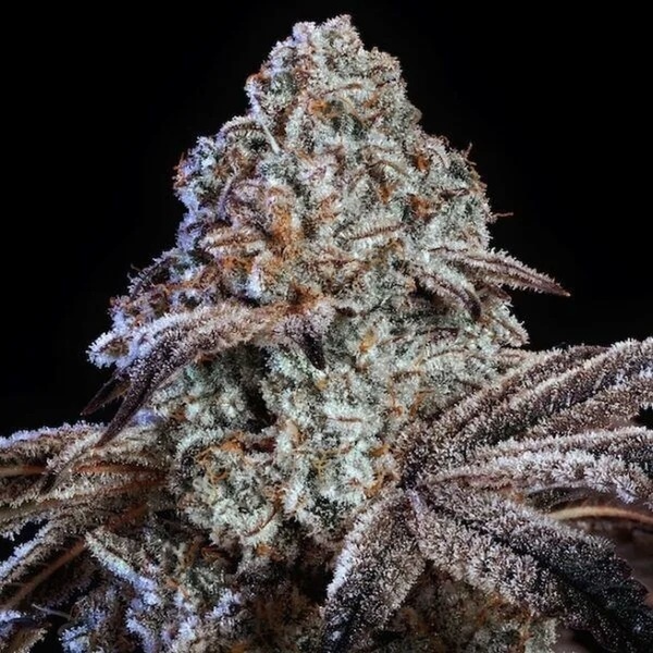 Psy-op R1 (Ethos Genetics) Feminisiert