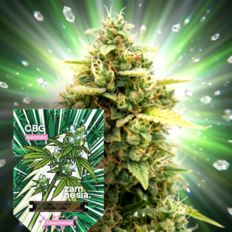 CBG Auto (Zamnesia Seeds) Feminisiert
