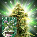 CBG Auto (Zamnesia Seeds) Feminisiert