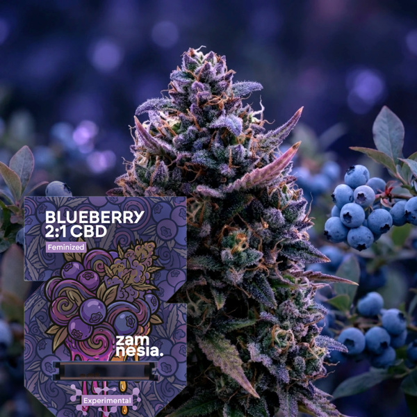 Blueberry CBD 2:1 (Zamnesia Seeds) Feminisiert