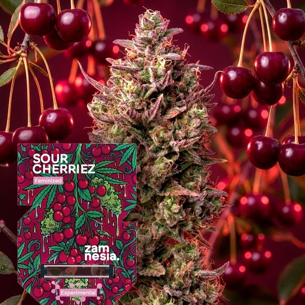 Sour Cherriez (Zamnesia Seeds) Feminisiert