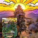 Permanent Junky (Zamnesia Seeds) Feminisiert