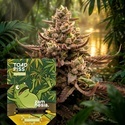 Toad Piss (Zamnesia Seeds) Feminisiert