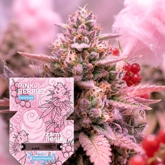 Pink Berriez (Zamnesia Seeds) Feminisiert